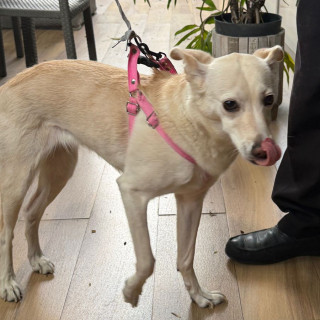  | Raza Mestiza | Encontrada