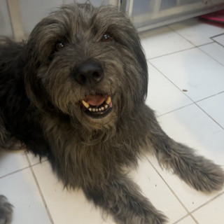  | Raza Mestizo | Encontrado