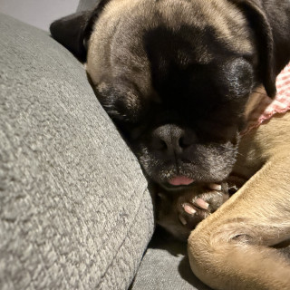 MOLLETE | Raza Pug o Carlin | En Adopción