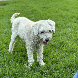 WIPPI | Raza Mestizo, cruza de French Poodle con Maltés | Perdido