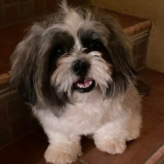 POLANKA | Raza Shih Tzu  | Perdido