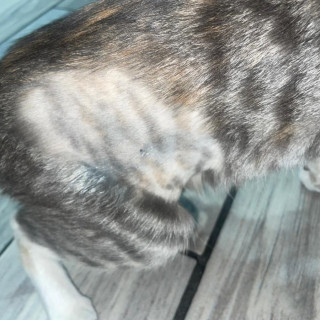 NALA | Raza Doméstico Americano de  Pelo de Alambre | Perdida