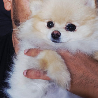 COCO CHACÓN | Raza Pomerania | Final Feliz