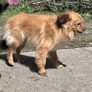  | Raza Pomerania | Final Feliz