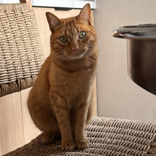 GATITO | Raza Doméstico Américano de Pelo Corto | Perdido