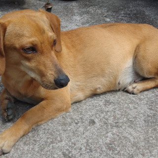  | Raza Dachshund o Salchicha  | Encontrada