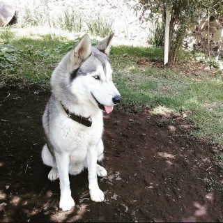 ROCKY | Raza Husky Siberiano | Perdido