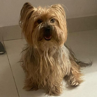 BRIT O BRITI | Raza Yorkshire Terrier (Yorkie) | Perdida