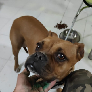  | Raza Bóxer  | Encontrada