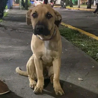  | Raza Mestizo, cruza de American Pitbull Terrier | Encontrado