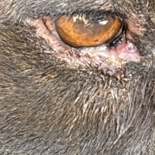  | Raza Mestiza, cruza de American Pitbull Terrier | Encontrada