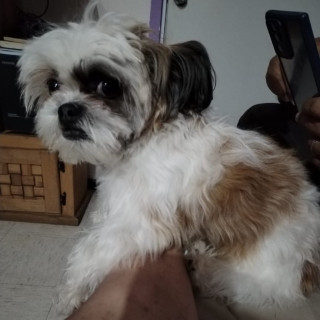 NIÑO | Raza Shih Tzu  | Perdido