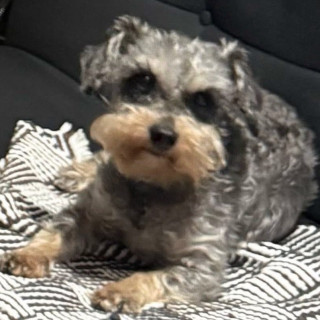 PELUSA | Raza Schnauzer | Perdida