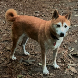 YUKA | Raza Shiba Inú | Perdida