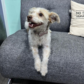  | Raza Mestiza | Encontrada