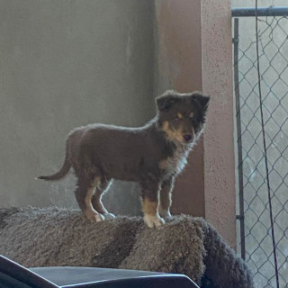 LUCA | Raza Border Collie  | Perdido