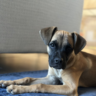 NALA | Raza Mestiza | Perdida