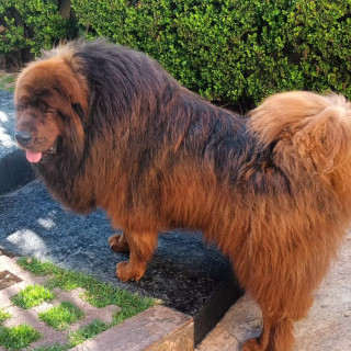 DORIS | Raza Mastín Tibetano o Dogo del Tíbet | Final Feliz