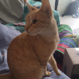 MANDARINA | Raza Doméstico Américano de Pelo Corto | Final Feliz