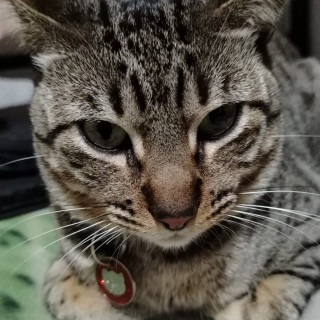 Foto de CHOCKY