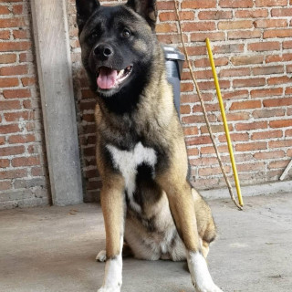 Foto de AKIRA