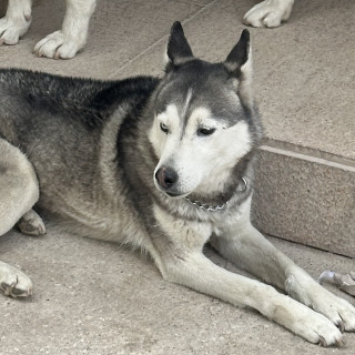 KALÚA | Raza Husky Siberiano | Perdida