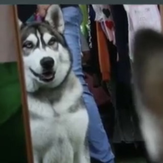 TYRION | Raza Husky Siberiano | Perdido