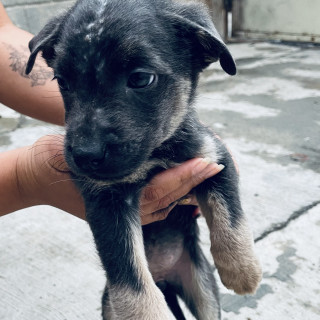 BELLA | Raza Mestiza, cruza de Pastor Alemán | Final Feliz