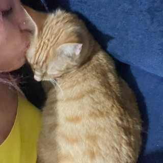 NACHITO | Raza Doméstico Américano de Pelo Corto | Perdido