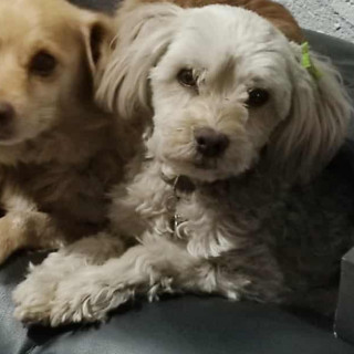 LAIKA | Raza Mestiza, cruza de French Poodle con Maltés,  (Maltipoo) | Perdida