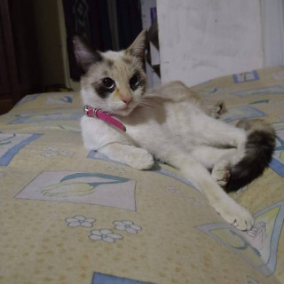 Foto de COCO