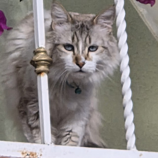 LUIS | Raza Balinés punto tabby | Perdido