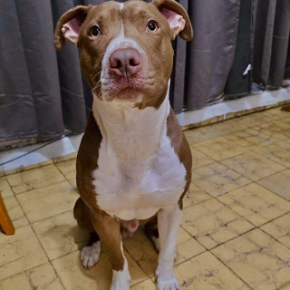 TYSON | Raza Mestizo, cruza de American Pitbull Terrier | En Adopción