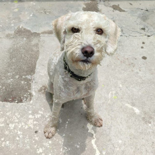 PANCHO | Raza French Poodle o Caniche | Perdido
