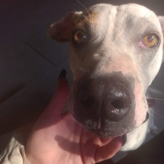 LAYLA | Raza Mestiza | Perdida
