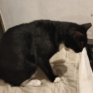 ATTOS | Raza Doméstico Américano de Pelo Corto | Perdido