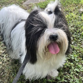 Foto de OREO