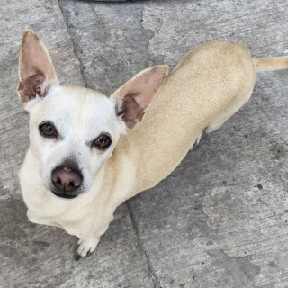 Foto de PINKY