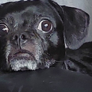 YUKI | Raza Mestiza,  cruza de Pug con Chihuahua | Final Feliz