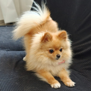 FLOUNDER Y MELODY | Raza Pomerania | Perdido