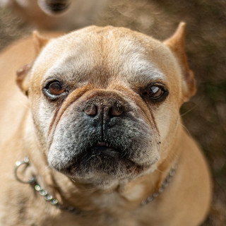 FILIPA | Raza Bulldog Francés  | Perdida