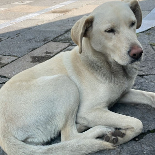  | Raza Mestiza, cruza de Labrador | Encontrada