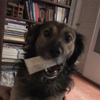 GORDON | Raza Mestizo | Final Feliz