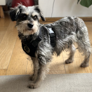 Foto de NENA