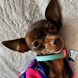 MATILDA | Raza Chihuahua | Perdida