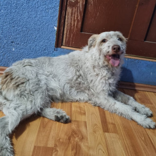  | Raza Mestiza | Encontrada