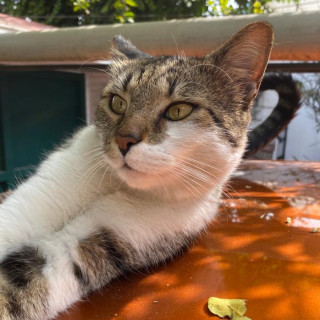 CHIQUI | Raza Doméstico Américano de Pelo Corto | Final Feliz