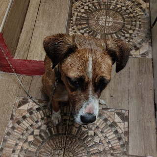  | Raza Mestiza | Encontrada