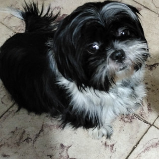 LINA | Raza Shih Tzu  | Perdida