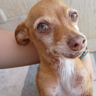 CANELO | Raza Chihuahua | Perdido
